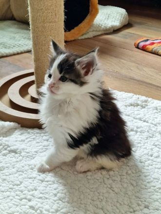 Maine Coon Kitten Mädchen mit Stammbaum aus N/N Verpaarung