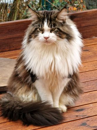 Maine Coon Kitten Mädchen mit Stammbaum aus N/N Verpaarung