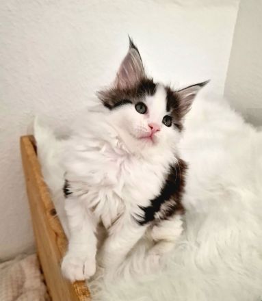 Maine Coon Kitten Mädchen mit Stammbaum aus N/N Verpaarung