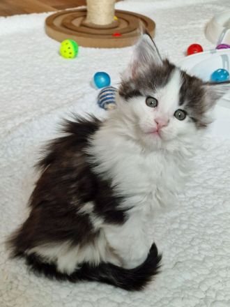 Maine Coon Kitten Mädchen mit Stammbaum aus N/N Verpaarung