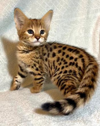 Wunderschöne Serval- und F2-Savannah-Kätzchen abzugeben. WhatsApp: +491791500349