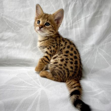 Wunderschöne Serval- und F2-Savannah-Kätzchen abzugeben. WhatsApp: +491791500349