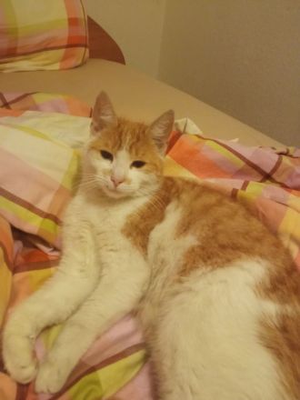 Liebevolle Katze „Asja“ sucht ein neues Zuhause ❤️