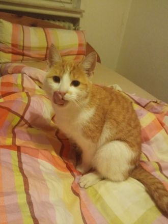 Liebevolle Katze „Asja“ sucht ein neues Zuhause ❤️
