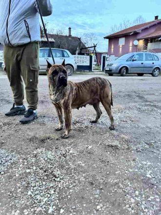 Zu verkaufen: Kanario-Welpen (Kanarischer Hund), aus erstklassiger Abstammung