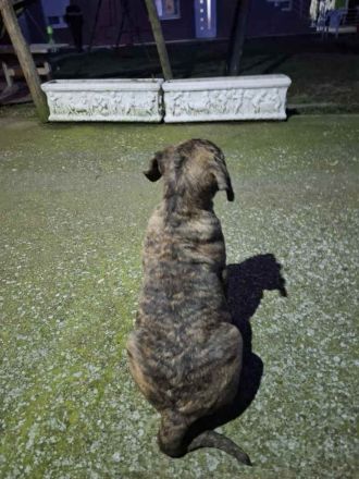 Zu verkaufen: Kanario-Welpen (Kanarischer Hund), aus erstklassiger Abstammung