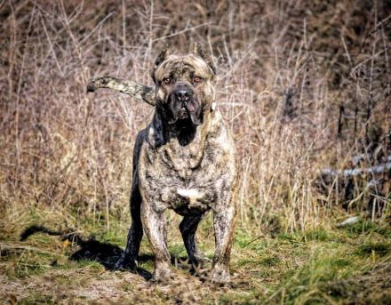 Zu verkaufen: Kanario-Welpen (Kanarischer Hund), aus erstklassiger Abstammung