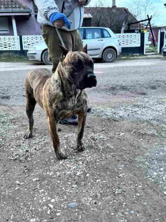 Zu verkaufen: Kanario-Welpen (Kanarischer Hund), aus erstklassiger Abstammung