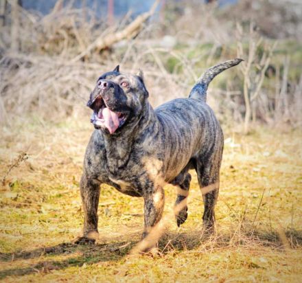 Zu verkaufen: Kanario-Welpen (Kanarischer Hund), aus erstklassiger Abstammung