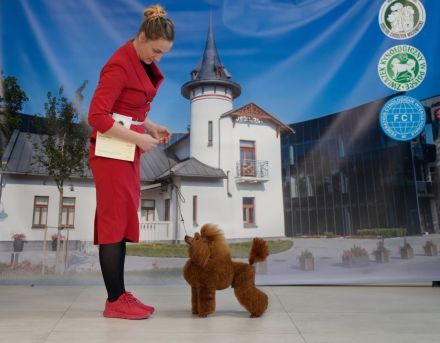 Miniaturpudel Welpen in Dunkelrot – show- und zuchttauglich, FCI/ZKwP