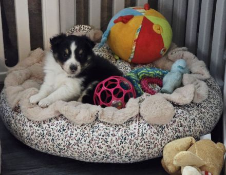 Sheltie Tricolor Welpen