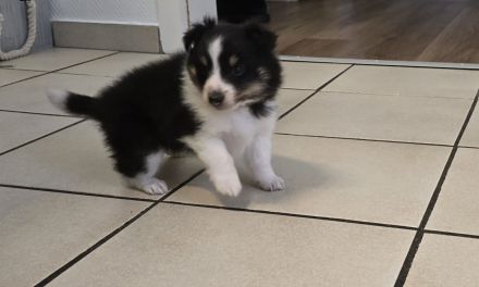 Sheltie Tricolor Welpen