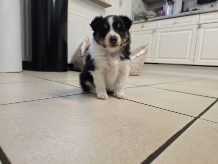 Sheltie Tricolor Welpen