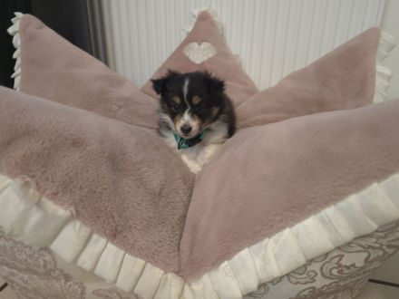 Sheltie Tricolor Welpen