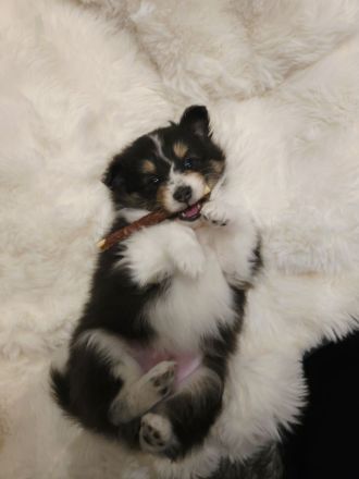 Sheltie Tricolor Welpen