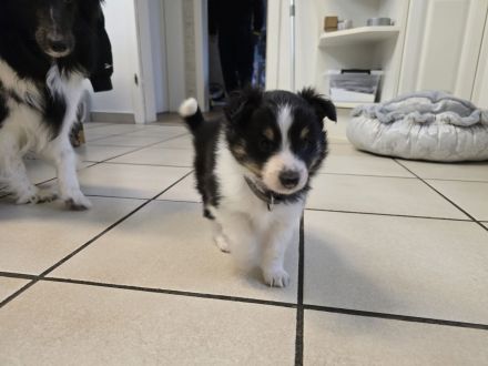Sheltie Tricolor Welpen