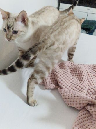 Bengal kitten kater snow weiß