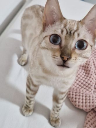 Bengal kitten kater snow weiß