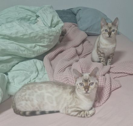 Bengal kitten kater snow weiß