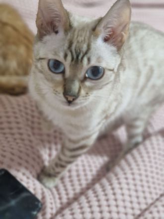 Bengal kitten kater snow weiß