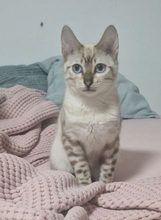 Bengal kitten kater snow weiß