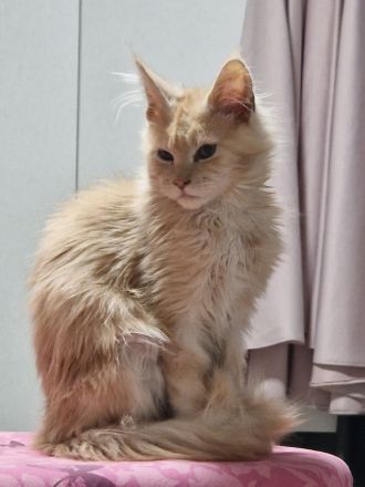 Maine coon kater red silver tabby