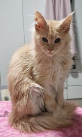 Maine coon kater red silver tabby