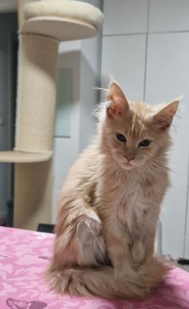 Maine coon kater red silver tabby