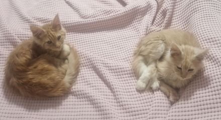 Maine coon kater red silver tabby