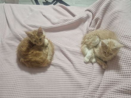 Maine coon kater red silver tabby