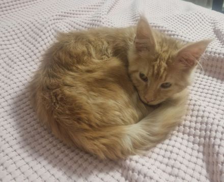 Maine coon kater red silver tabby