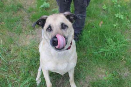 Ares, Schäferhundmix, geb. 2016, sucht liebevolles Zuhause