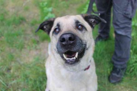 Ares, Schäferhundmix, geb. 2016, sucht liebevolles Zuhause