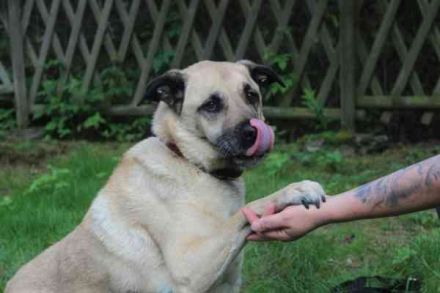 Ares, Schäferhundmix, geb. 2016, sucht liebevolles Zuhause