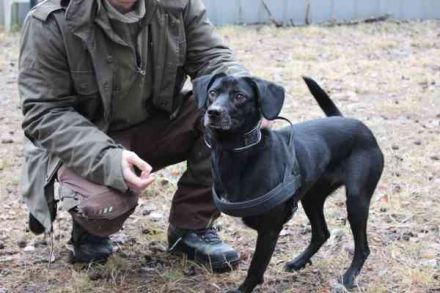 Fortuna, Labrador-Jagdhundmix, geb. 2022, aktives Dreibein, nur als Zweithund zu vermitteln