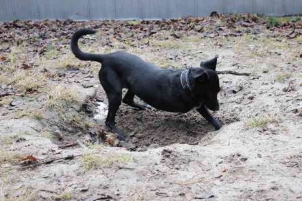 Fortuna, Labrador-Jagdhundmix, geb. 2022, aktives Dreibein, nur als Zweithund zu vermitteln