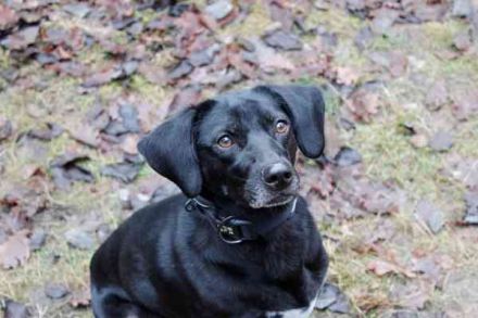 Fortuna, Labrador-Jagdhundmix, geb. 2022, aktives Dreibein, nur als Zweithund zu vermitteln