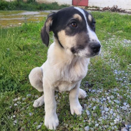 Welpe Mato / männlich / derzeit noch in Griechenland