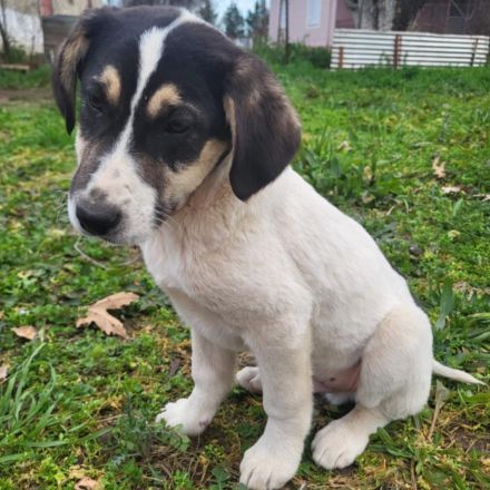 Welpe Mato / männlich / derzeit noch in Griechenland