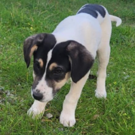 Welpe Mato / männlich / derzeit noch in Griechenland