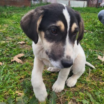 Welpe Mato / männlich / derzeit noch in Griechenland