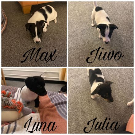 Jack Russel Welpen