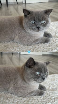 BKH Deckkater weiß/grau
