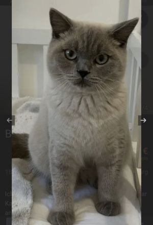 BKH Deckkater weiß/grau