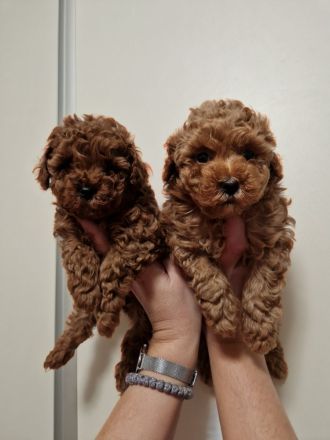Hopy Queen Poodle