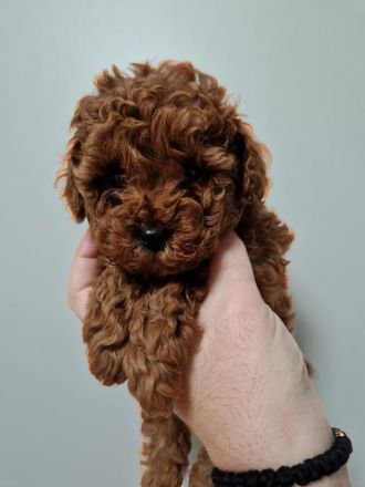 Hopy Queen Poodle