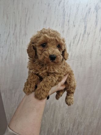Hopy Queen Poodle