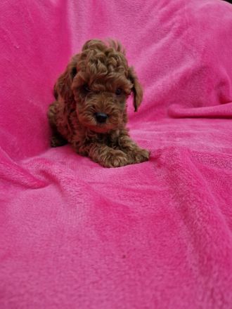 Hopy Queen Poodle