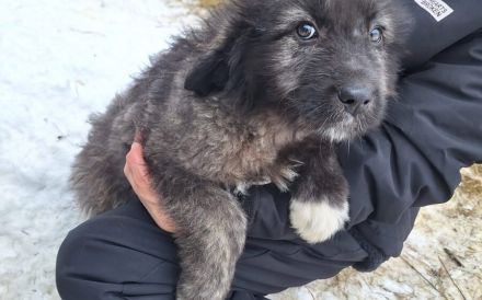 Aufgeweckt & Neugierig: Axl sucht sein Für-Immer-Zuhause