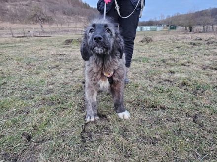 Aufgeweckt & Neugierig: Axl sucht sein Für-Immer-Zuhause